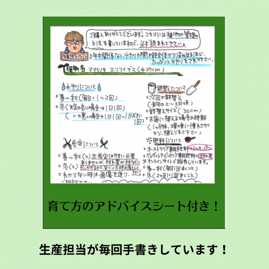 一点物/現品販売] コーストバンクシア セイラ 8号鉢 花芽あり