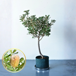 <img class='new_mark_img1' src='https://img.shop-pro.jp/img/new/icons5.gif' style='border:none;display:inline;margin:0px;padding:0px;width:auto;' />[ʪ/] ȥХ󥯥  ֲդ (8ȭ ľ24cm) ƱԲĤξʲ