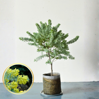 <img class='new_mark_img1' src='https://img.shop-pro.jp/img/new/icons5.gif' style='border:none;display:inline;margin:0px;padding:0px;width:auto;' />[ʪ/] ֥롼֥å (ȭ7桡ľ21cm )ξʲ