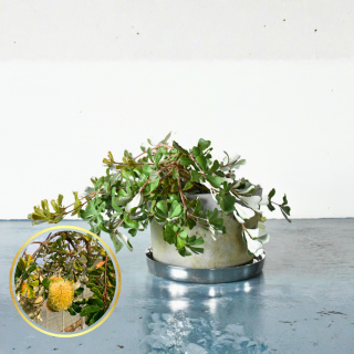 <img class='new_mark_img1' src='https://img.shop-pro.jp/img/new/icons5.gif' style='border:none;display:inline;margin:0px;padding:0px;width:auto;' />[ʪ/]ȥХ󥯥  ץȥ顼(ȭ8桡ľ24cm)ƱԲĤξʲ