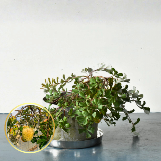 <img class='new_mark_img1' src='https://img.shop-pro.jp/img/new/icons5.gif' style='border:none;display:inline;margin:0px;padding:0px;width:auto;' />[ʪ/]ȥХ󥯥  ץȥ顼(ȭ8桡ľ24cm)ƱԲĤξʲ