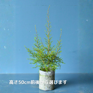 <img class='new_mark_img1' src='https://img.shop-pro.jp/img/new/icons5.gif' style='border:none;display:inline;margin:0px;padding:0px;width:auto;' />ҡ󥼥(ȭ5桡ľ15cm)ξʲ