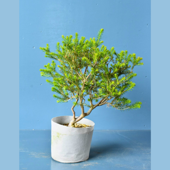 ヒース バンクシア | To.r 植物店