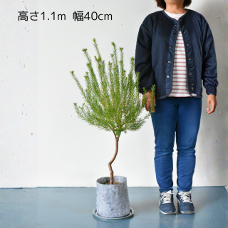 <img class='new_mark_img1' src='https://img.shop-pro.jp/img/new/icons5.gif' style='border:none;display:inline;margin:0px;padding:0px;width:auto;' />[ʪ/] ҡХ󥯥(ȭ7桡ľ21cm)ξʲ