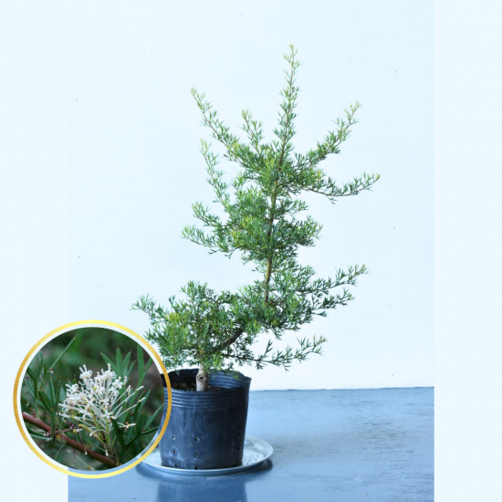 グレヴィレア ピンクサプライズ | 現品販売 - 植木農家のお店