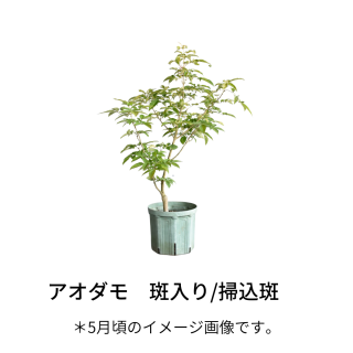 [ʪ]⡡/ݹ(24cm)ξʲ