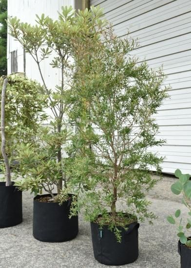 FORESIA 3ガロン 布の植木鉢 | 丈夫で通気性・排水性の良い布製 FORESIA 3ガロン 布の植木鉢 | 丈夫で通気性・排水性の良い布製