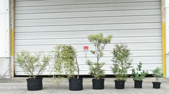 FORESIA 5ガロン 布の植木鉢 | 丈夫でしっかりした布製の植木鉢
