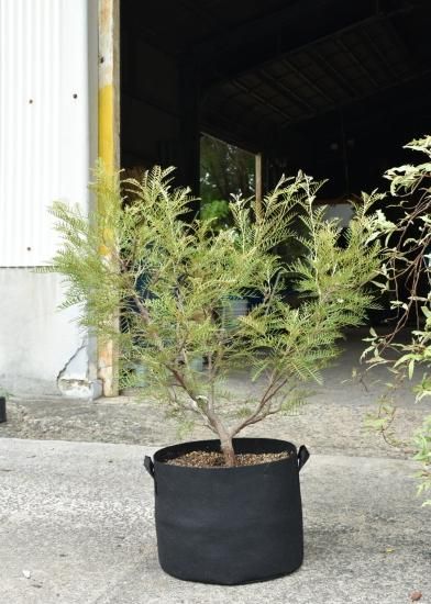 ☆不織布プランター 7ガロン 10ガロン10枚入 植木鉢 寄せ植え 不織布プランター 窓付き 5ガロン 7ガロン 10ガロン 植木鉢 花鉢