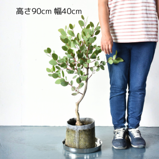 <img class='new_mark_img1' src='https://img.shop-pro.jp/img/new/icons5.gif' style='border:none;display:inline;margin:0px;padding:0px;width:auto;' />[ʪ/] 桼ꡡåץࡡ(ȭ7桡ľ21cm )ξʲ
