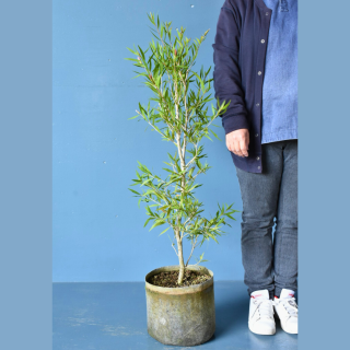 <img class='new_mark_img1' src='https://img.shop-pro.jp/img/new/icons61.gif' style='border:none;display:inline;margin:0px;padding:0px;width:auto;' />[ʪ]ꥹƥ ꥰ̥ (24cm)ƱԲĤξʲ