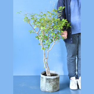 <img class='new_mark_img1' src='https://img.shop-pro.jp/img/new/icons61.gif' style='border:none;display:inline;margin:0px;padding:0px;width:auto;' />[ʪ]ܥ (24cm)ƱԲĤξʲ