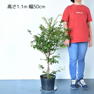 <img class='new_mark_img1' src='https://img.shop-pro.jp/img/new/icons5.gif' style='border:none;display:inline;margin:0px;padding:0px;width:auto;' />[ʪ/]ܥ (ȭ8桡ľ24cm)ƱԲĤξʲ