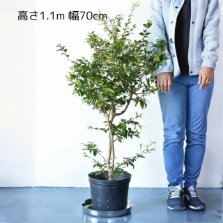 <img class='new_mark_img1' src='https://img.shop-pro.jp/img/new/icons5.gif' style='border:none;display:inline;margin:0px;padding:0px;width:auto;' />[ʪ/]ܥ (ȭ8桡ľ24cm)ƱԲĤξʲ