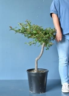 [ʪ]쥢 ǥ硼ǥ(ǥ㥦ǥ) ɻΩơ(27cm)˿ξʲ