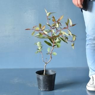 ユーカリ|両筑プランツショップ ユーカリ|両筑プランツショップ