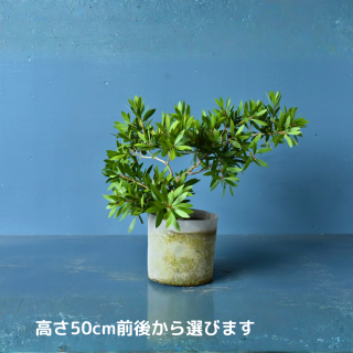 <img class='new_mark_img1' src='https://img.shop-pro.jp/img/new/icons5.gif' style='border:none;display:inline;margin:0px;padding:0px;width:auto;' />ꥹƥ ǥС(ȭ6桡ľ18cm)ξʲ