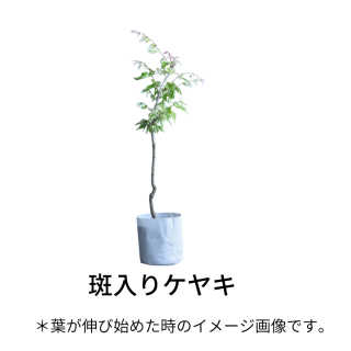 [ʪ]ꥱ䥭(12cm)ξʲ
