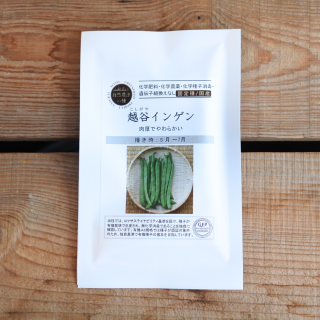 越谷インゲン　いんげん  (12粒入)　　[自然農法の種・固定種・国産]　グリーンフィールドプロジェクト　の商品画像