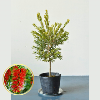 [ʪ/] ꥹƥ ɡС(ȭ6桡ľ18cm )ξʲ