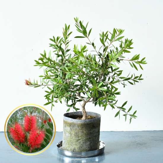 斑入植物集　全３巻セット Amazon.co.jp: 斑入植物集 : 本