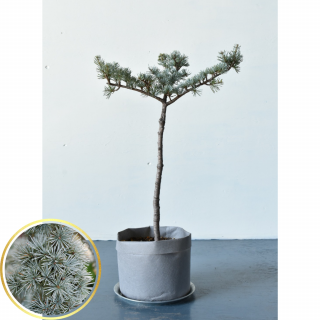  [ʪ/]ɥ륹 ȥƥ 饦(ȭ桡ľ18cm)ξʲ
