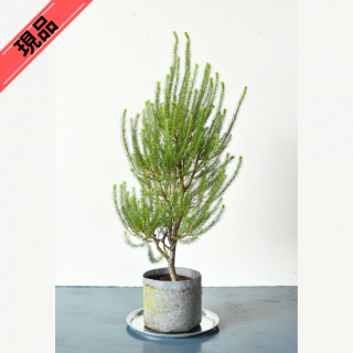 <img class='new_mark_img1' src='https://img.shop-pro.jp/img/new/icons61.gif' style='border:none;display:inline;margin:0px;padding:0px;width:auto;' />[ʪ]ҡХ󥯥(24cm)ƱԲĤξʲ