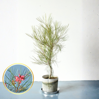 <img class='new_mark_img1' src='https://img.shop-pro.jp/img/new/icons5.gif' style='border:none;display:inline;margin:0px;padding:0px;width:auto;' />[ʪ/] 쥢 쥬󥹡 (ȭ7桡ľ21cm)˿ ƱԲĤξʲ