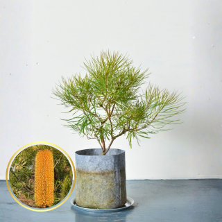 <img class='new_mark_img1' src='https://img.shop-pro.jp/img/new/icons5.gif' style='border:none;display:inline;margin:0px;padding:0px;width:auto;' />[ʪ/]إԥХ󥯥(ȭ7桡ľ21cm)ξʲ