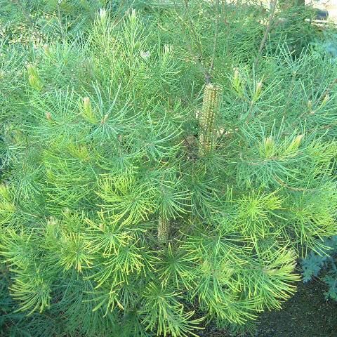 ヘアピンバンクシア　引き取りのみ ヘアピンバンクシア 引き取りのみ ヘアピンバンクシア 引き取りのみ