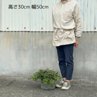 バンクシア｜両筑プランツショップ