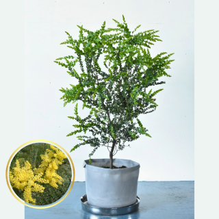 [ʪ/]ץӥåޡ֥󥺥ȥ(ȭ7桡ľ21cm)ξʲ