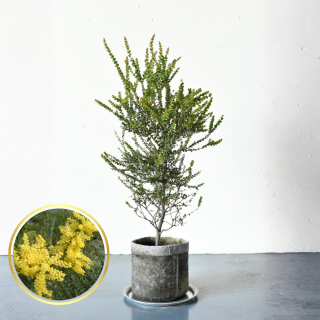 <img class='new_mark_img1' src='https://img.shop-pro.jp/img/new/icons5.gif' style='border:none;display:inline;margin:0px;padding:0px;width:auto;' />[ʪ/]ץӥåޡ֥󥺥ȥ(ȭ7桡ľ21cm)ξʲ