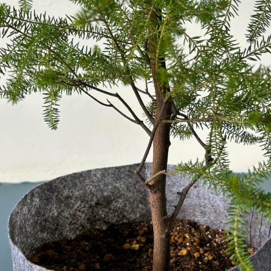 アカシア種子 500粒+ ac500 アカシア種子 500粒+ ac500