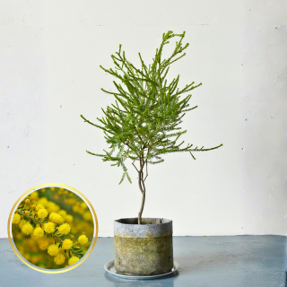 <img class='new_mark_img1' src='https://img.shop-pro.jp/img/new/icons5.gif' style='border:none;display:inline;margin:0px;padding:0px;width:auto;' />[ʪ/] ǥȥåס(ȭ7桡ľ21cm ) *ֲꤢξʲ