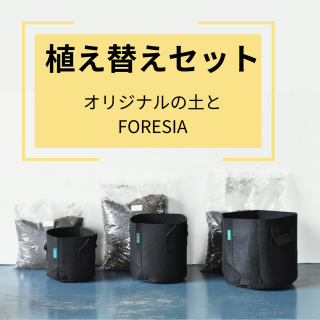 <img class='new_mark_img1' src='https://img.shop-pro.jp/img/new/icons29.gif' style='border:none;display:inline;margin:0px;padding:0px;width:auto;' />植木農家のおすすめ！植え替えセット(オリジナルの土＋FORESIAをお届け)の商品画像