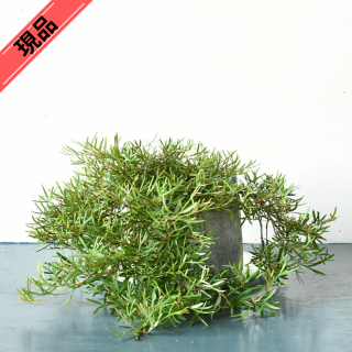 <img class='new_mark_img1' src='https://img.shop-pro.jp/img/new/icons61.gif' style='border:none;display:inline;margin:0px;padding:0px;width:auto;' />[ʪ]쥢(ӥ쥢)  饹ե䡼 (24cm)˿ξʲ