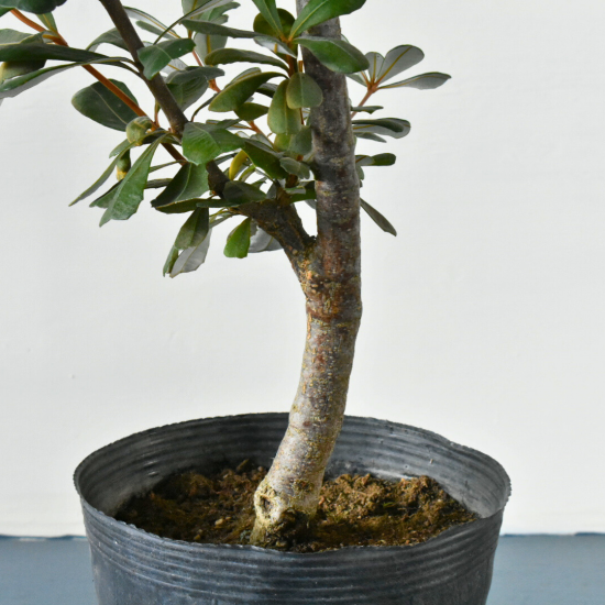 コーストバンクシア | 鉢サイズ7号 - 植木農家のお店