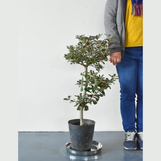 コーストバンクシア | 鉢サイズ7号 - 植木農家のお店