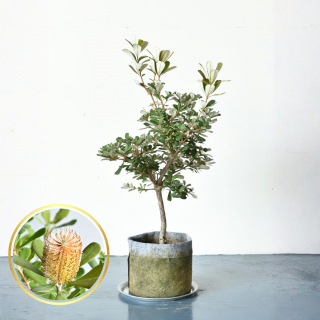 <img class='new_mark_img1' src='https://img.shop-pro.jp/img/new/icons5.gif' style='border:none;display:inline;margin:0px;padding:0px;width:auto;' />[ʪ/] ȥХ󥯥   (ȭ7桡ľ21cm)ξʲ