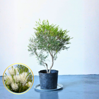 <img class='new_mark_img1' src='https://img.shop-pro.jp/img/new/icons5.gif' style='border:none;display:inline;margin:0px;padding:0px;width:auto;' />[ʪ/]쥦ǥƥĥ꡼(ȭ6桡ľ18cm)ξʲ