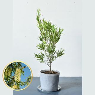 [ʪ/] ꥹƥ ͥۥ磻(ȭ7桡ľ21cm )ξʲ
