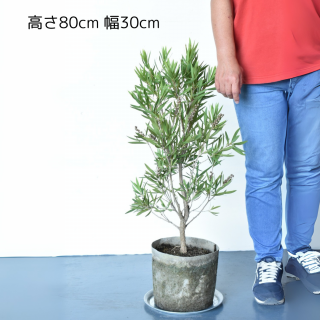 <img class='new_mark_img1' src='https://img.shop-pro.jp/img/new/icons5.gif' style='border:none;display:inline;margin:0px;padding:0px;width:auto;' />[ʪ/] ꥹƥ ͥۥ磻(ȭ7桡ľ21cm )ξʲ
