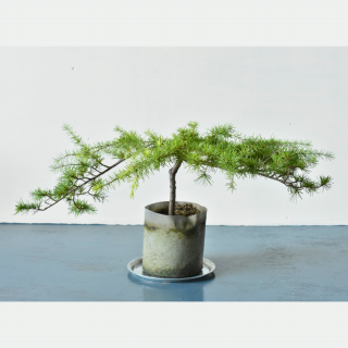  [ʪ/]ɥ륹ǥ顡쥢(ȭ桡ľ18cm)ξʲ