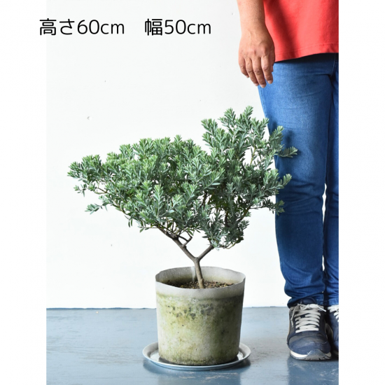 アカシアブルーブッシュ苗 190cm 10号鉢❗綺麗な樹形 大型