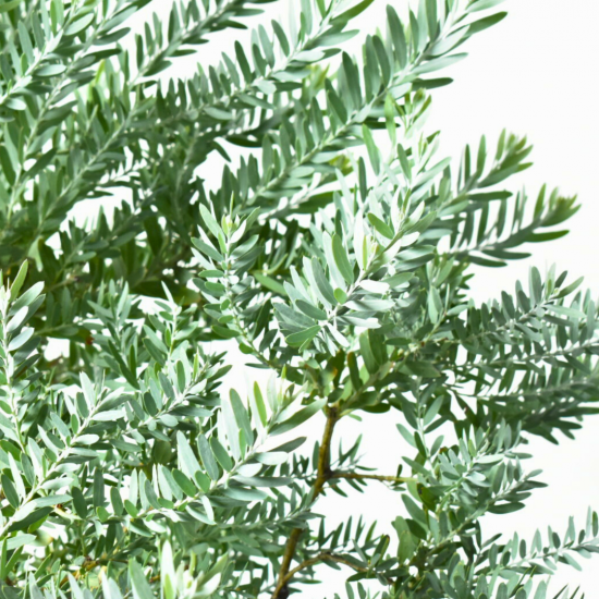 アカシア ブルーブッシュ 整った樹形 100cm ❗ 美しいシルバーリーフ アカシア ブルーブッシュ 整った樹形 100cm ❗ 美しいシルバー