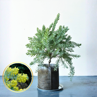 <img class='new_mark_img1' src='https://img.shop-pro.jp/img/new/icons5.gif' style='border:none;display:inline;margin:0px;padding:0px;width:auto;' />[����ʪ/��������]�������������֥롼�֥å��塡(ȭ������7�桡ľ��21cm �ξ��ʲ���