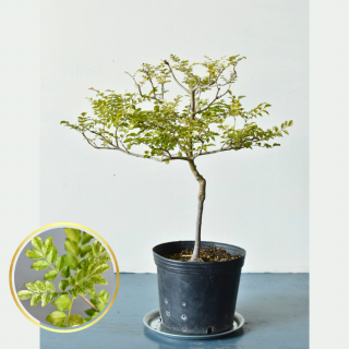 [ʪ/] ޥȥͥꥳꡡ祦ꥸʥ롡(ȭ8桡ľ24cm)ξʲ