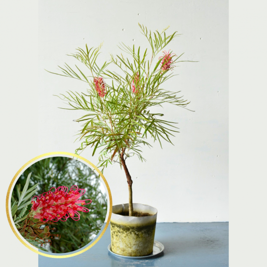 グレヴィレア ピンクサプライズ | 現品販売 - 植木農家のお店