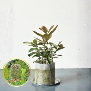 <img class='new_mark_img1' src='https://img.shop-pro.jp/img/new/icons5.gif' style='border:none;display:inline;margin:0px;padding:0px;width:auto;' />[ʪ/]ץХ󥯥(ȭ6桡ľ18cm)ξʲ